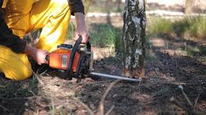 Professional Tree Removal and Landscaping Services in Wailua Homesteads, HI